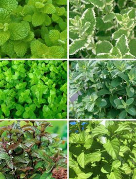 Zestaw Mięt aromatycznych Zioła do ogrodu 6 szt