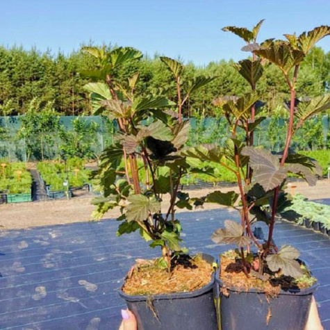 Pęcherznica kalinolistna Diabolo (C1.7)