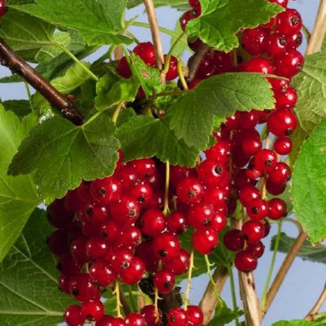 Porzeczka czerwona Jonkheer Van Tets Plant Pack