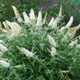 Budleja Dawida White Profusion biała (C2)