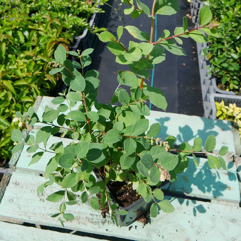 Śnieguliczka Mother of Pearl (P9)