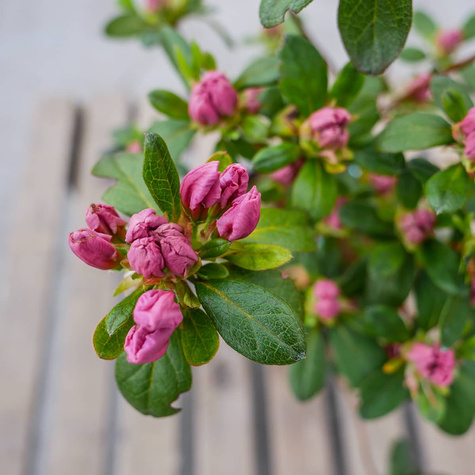 Azalia japońska Kristin