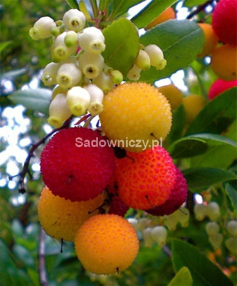 Chruścina jagodna Drzewko truskawkowe 0,1g