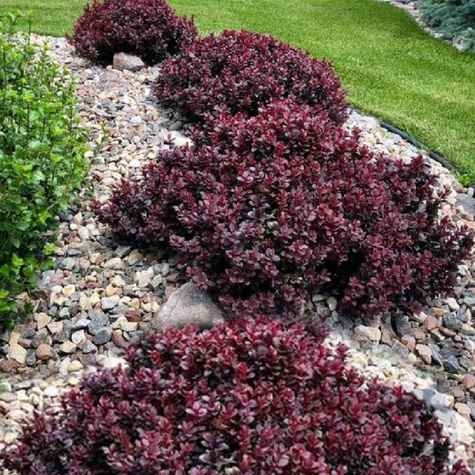 Berberys Thunberga Concorde (C2)