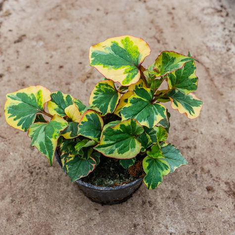 Pstrolistka sercowata Chameleon (C2)