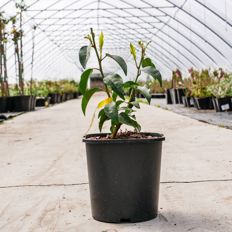 Laurowiśnia Iberyjska Angustifolia (C2)