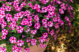 Surfinia Supertunia Mini Vista Pink Star samoczyszcząca