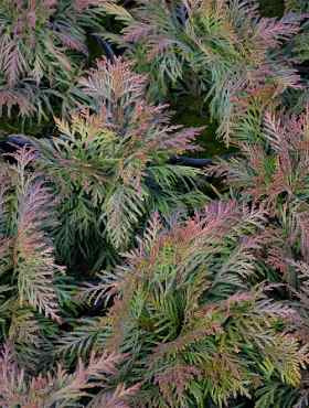 Żywotnik olbrzymi 'Eschrichs Grüne Kugel'