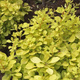 Berberys thunberga Golden Zwerg (P9)