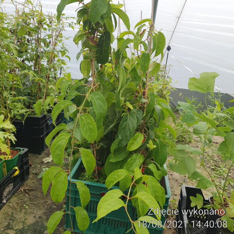 MINI KIWI Aktinidia "Lucy'' żeńska