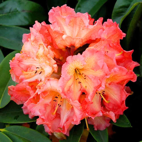 Rododendron pomarańczowo-różowy (C2)
