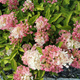 Hortensja bukietowa Pinky Winky (C2)