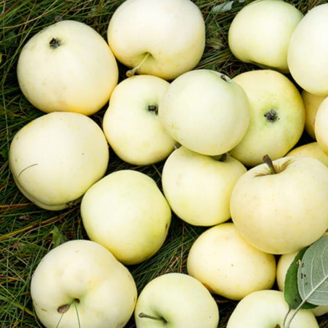 Duo Jabłoń Czerwona i Żółta papierówka Plant Pack