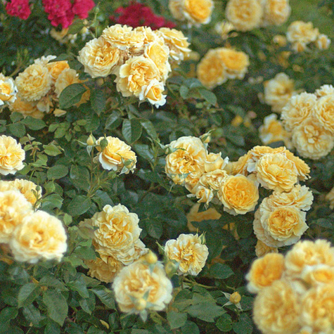 Róża rabatowa Inka żółta