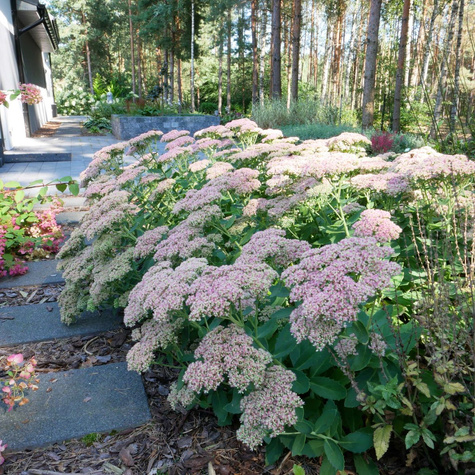 Rozchodnik Wielki Herbstfreude (C2)