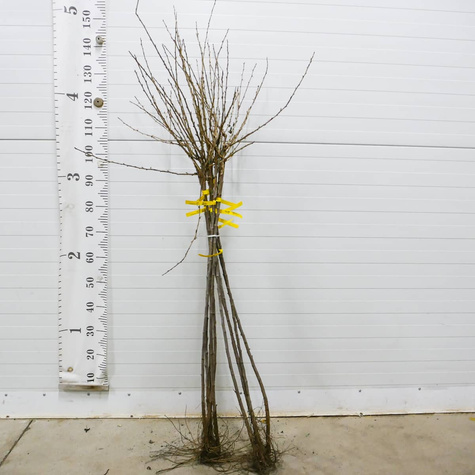 Agrest czerwony Krasnosłowiański na pniu Plant Pack