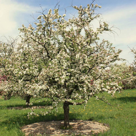 Jabłoń ozdobna Profesor Sprenger (obw. 6-8cm)