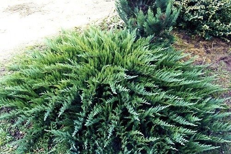 Jałowiec sabiński Tamariscifolia (C2)