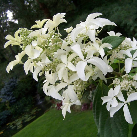 Hortensja bukietowa Great Star (C2)
