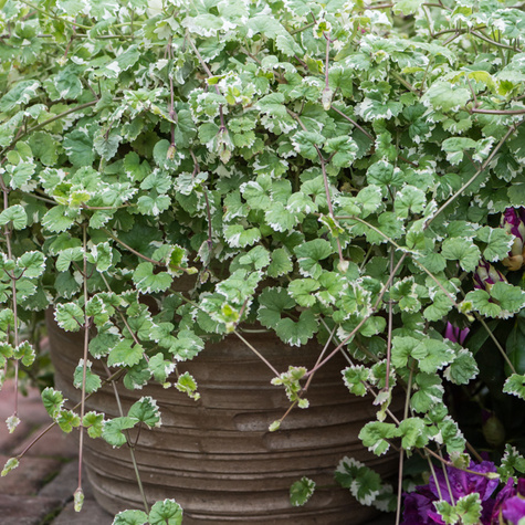 Bluszczyk kurdybanek Variegata SADZONKA Pachnący na komary