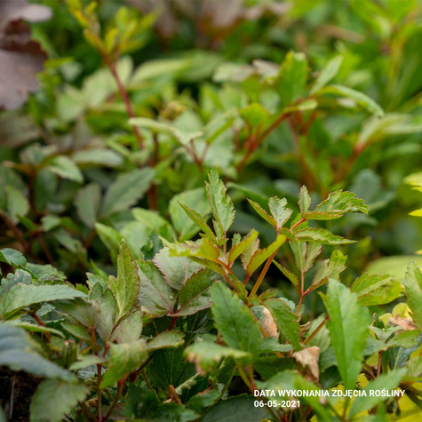 Tawułka Arendsa Astary White (C2)