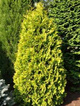 Thuja Tuja Żywotnik zachodni Yellow Ribbon (C2)