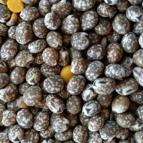 Łubin wąskolistny gorzki cena za 1 kg