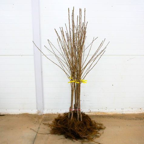 Czereśnia Karesova Plant Pack