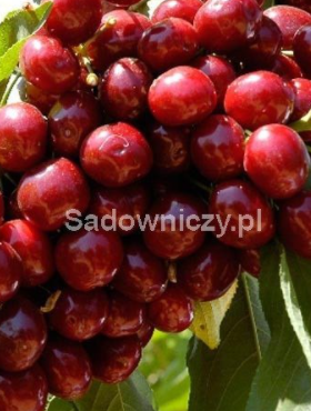 Czereśnia SAMOPŁODNA Staccato w doniczce (C2)