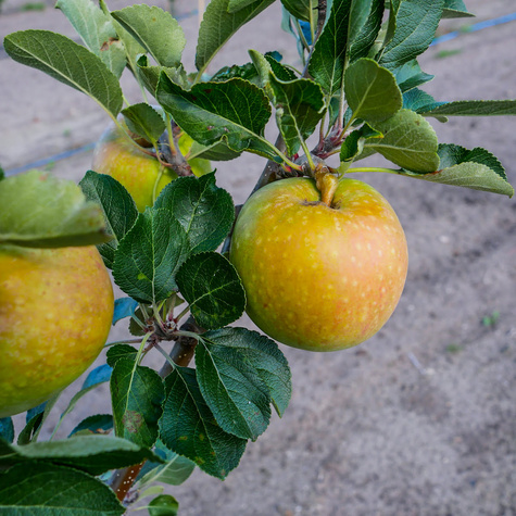 Jabłoń Lired Plant Pack