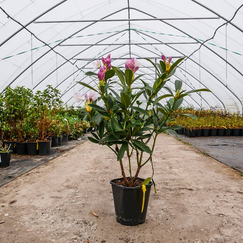 Rododendron Albert Schweitzer (C2)