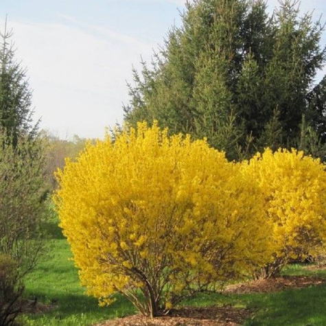 Forsycja pośrednia Manigold (C2)