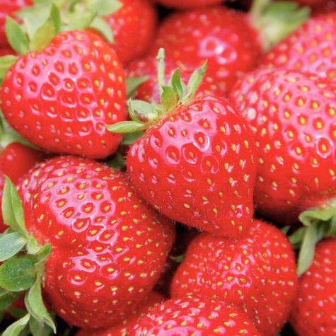 Zestaw Truskawka Elsanta FRIGO 10szt