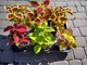 Koleus Coleus Pokrzywka Mix kolorów