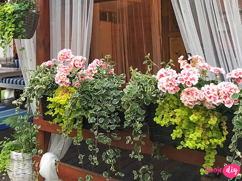 Bluszczyk kurdybanek Variegata SADZONKA Pachnący na komary