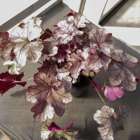 Żurawka ogrodowa Frosted Caramel (C2)