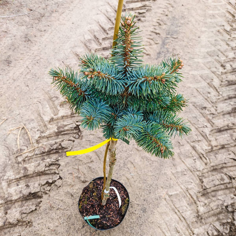 Świerk sitkajski Rom szczepiony na pniu Pa70