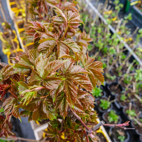 Winobluszcz pięciolistkowy Yellow Wall (C2)