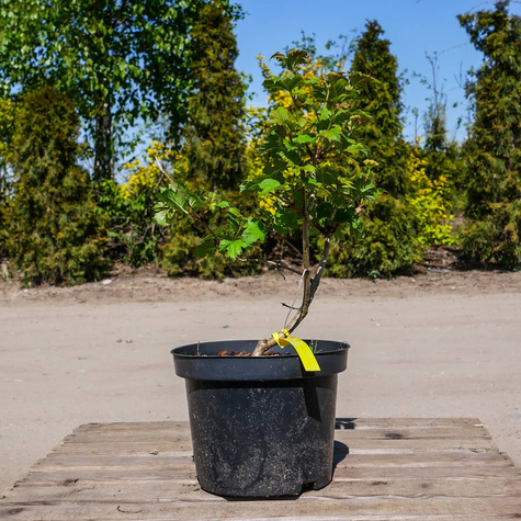 Kalina koralowa 'Roseum' (P9)