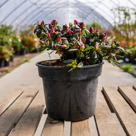 Azalia japońska Melina różowa (C2)