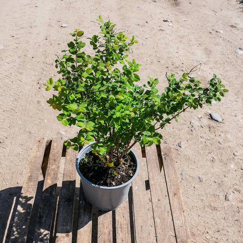 Śnieguliczka Doorenbosa White Hedge (C2)