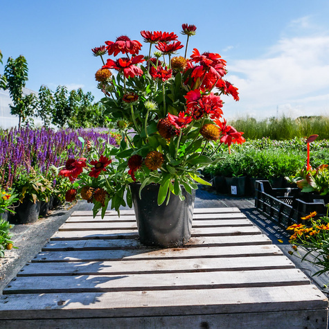 Gailardia oścista Dzianwa Arizona Red Shades (C2)