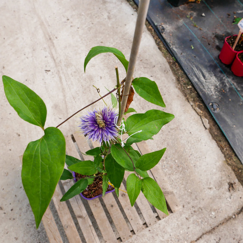 Powojnik Clematis wielkokwiatowy Multi Blue