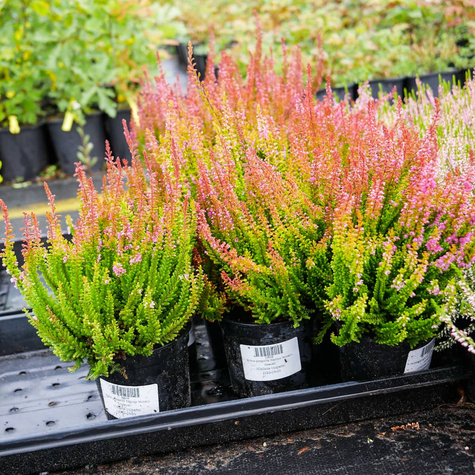 Wrzos pospolity Skyline Monaco