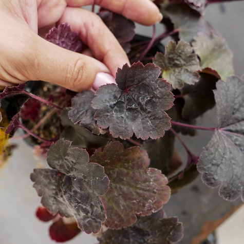 Żurawka ogrodowa Bella Notte (C2)