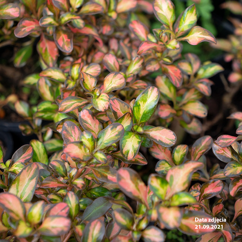 Koprosma 'Evening Glow' ®