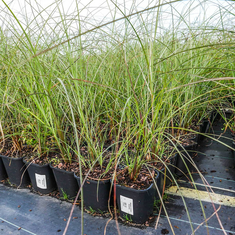 Miskant chiński Rotsilber (C2)