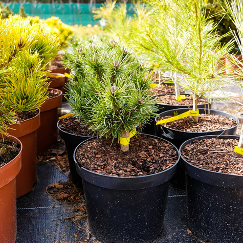 Sosna górska kosodrzewina Litomyśl szczepiona NP