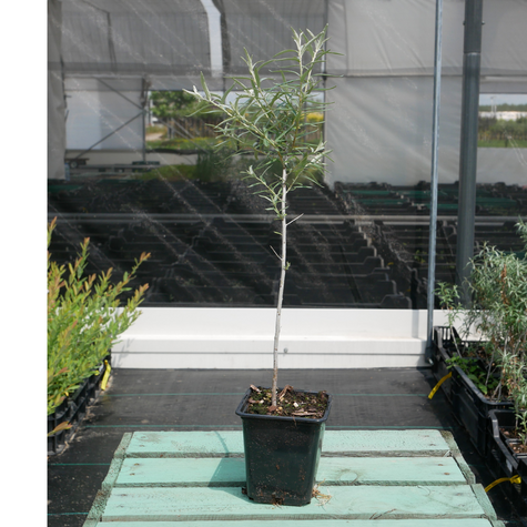 Oliwnik wąskolistny (P9)