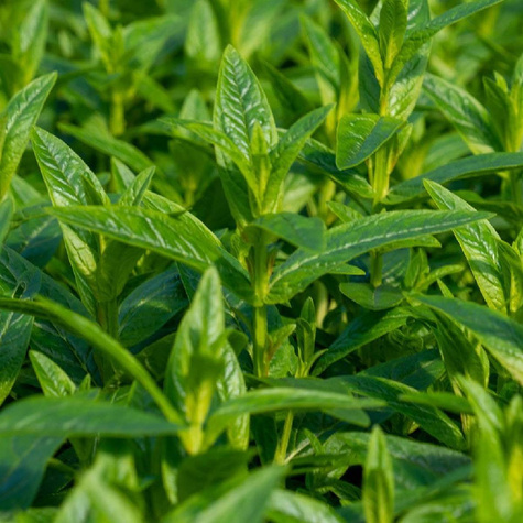 Krwawnica pospolita Rosy Gem